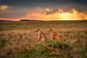 031 Masai Mara